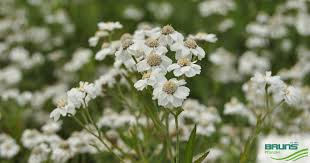 Attēlu rezultāti vaicājumam “Achillea ptarmica fruit”