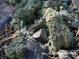 Attēlu rezultāti vaicājumam “Trapeliopsis granulosa”