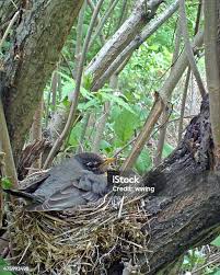 Attēlu rezultāti vaicājumam “Motacilla alba nest”