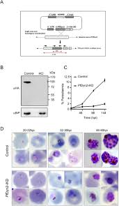 Attēlu rezultāti vaicājumam “Dianema depressum plasmodium”