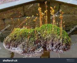 Attēlu rezultāti vaicājumam “Sphagnum austinii sporophyte”