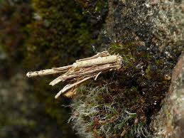 Attēlu rezultāti vaicājumam “Psyche casta larva”