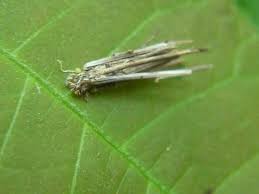 Attēlu rezultāti vaicājumam “Psyche casta larva”