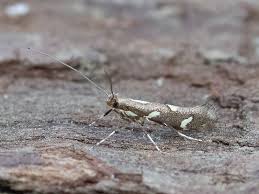 Attēlu rezultāti vaicājumam “Calybites phasianipennella”