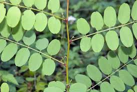 Attēlu rezultāti vaicājumam “Robinia pseudoacacia”