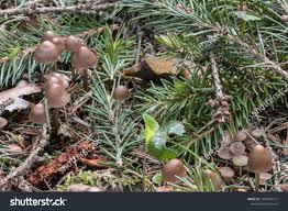 Attēlu rezultāti vaicājumam “Strobilurus esculentus”