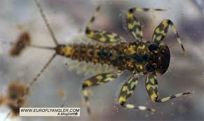 Attēlu rezultāti vaicājumam “Heptagenia sulphurea female”