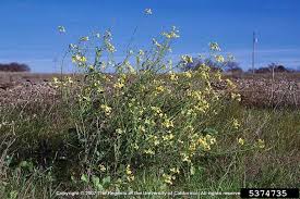 Attēlu rezultāti vaicājumam “Raphanus raphanistrum”