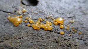 Attēlu rezultāti vaicājumam “Dacrymyces stillatus”