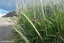 Attēlu rezultāti vaicājumam “Leymus arenarius”