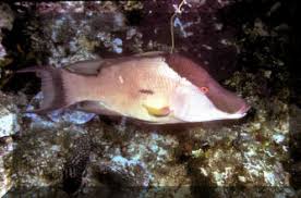 Image result for Lachnolaimus maximus