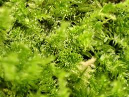 Attēlu rezultāti vaicājumam “Pseudotaxiphyllum elegans macro”