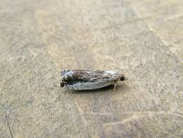 Attēlu rezultāti vaicājumam “Epinotia ramella”