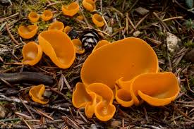 Attēlu rezultāti vaicājumam “Aleuria aurantia”