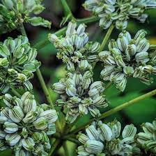 Attēlu rezultāti vaicājumam “Angelica palustris”