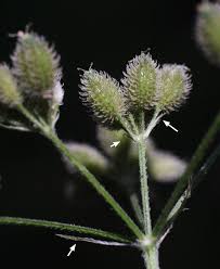 Attēlu rezultāti vaicājumam “Torilis japonica leaf”