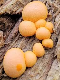 Attēlu rezultāti vaicājumam “Lycogala cf. oleocrystalliferum sessile”