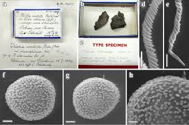 Attēlu rezultāti vaicājumam “Oligonema favogineum spores”