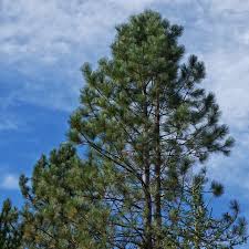 Attēlu rezultāti vaicājumam “Pinus ponderosa”