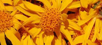 Image result for Arnika