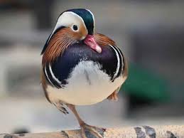 Attēlu rezultāti vaicājumam “Aix galericulata”