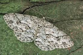 Attēlu rezultāti vaicājumam “Ectropis crepuscularia”