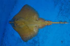 Image result for Raja asterias