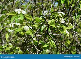 Attēlu rezultāti vaicājumam “Crataegus chrysocarpa”