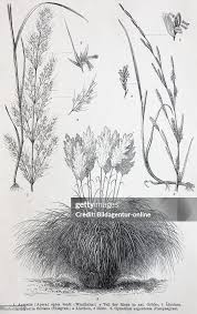 Attēlu rezultāti vaicājumam “Gramineae”