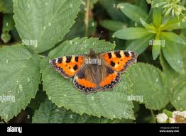 Attēlu rezultāti vaicājumam “Aglais urticae upperside”