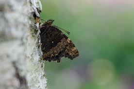 Attēlu rezultāti vaicājumam “Nymphalis polychloros underside”