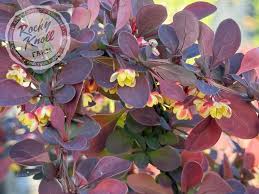Attēlu rezultāti vaicājumam “Berberis thunbergii flower”