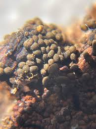 Attēlu rezultāti vaicājumam “Perichaena corticalis spores”