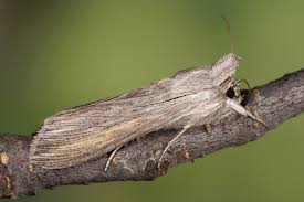 Attēlu rezultāti vaicājumam “Cucullia umbratica”