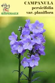 Image result for Campanula persicifolia