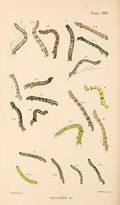 Attēlu rezultāti vaicājumam “Aethalura punctulata”