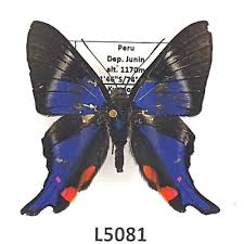 Attēlu rezultāti vaicājumam “Riodinidae”