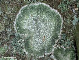 Attēlu rezultāti vaicājumam “Pertusaria amara”