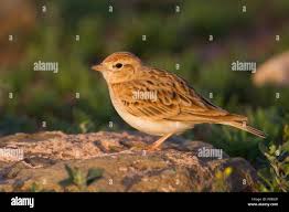 Image result for Calandrella brachydactyla