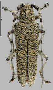 Attēlu rezultāti vaicājumam “Saperda carcharias”