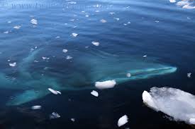 Image result for Balaenoptera bonaerensis