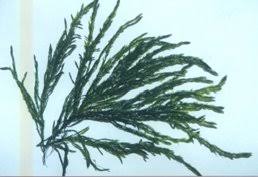 Attēlu rezultāti vaicājumam “Fontinalis antipyretica”