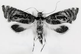 Attēlu rezultāti vaicājumam “Glyphipterigidae”