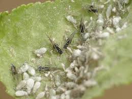 Attēlu rezultāti vaicājumam “Thecabius affinis”