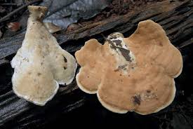 Attēlu rezultāti vaicājumam “Rigidoporus crocatus”