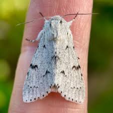 Attēlu rezultāti vaicājumam “Acronicta leporina larva”