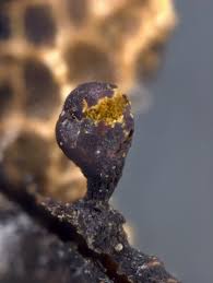 Attēlu rezultāti vaicājumam “Trichia flavicoma”