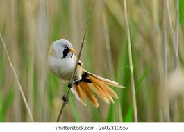 Attēlu rezultāti vaicājumam “Panurus biarmicus”