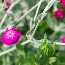 Image result for Lychnis coronaria