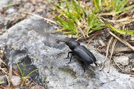 Attēlu rezultāti vaicājumam “Spondylis buprestoides”